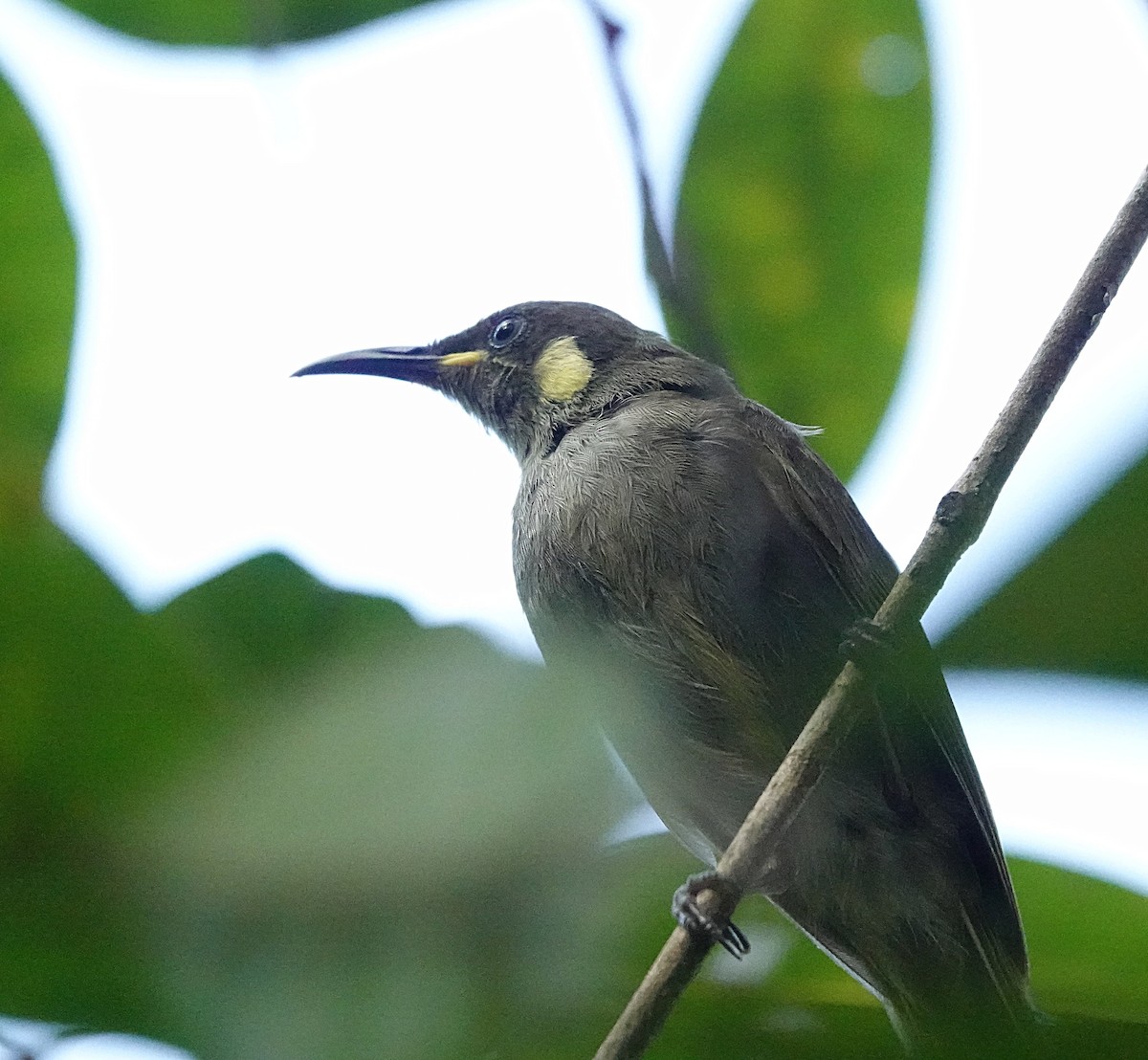 Cryptic Honeyeater - ML646584052