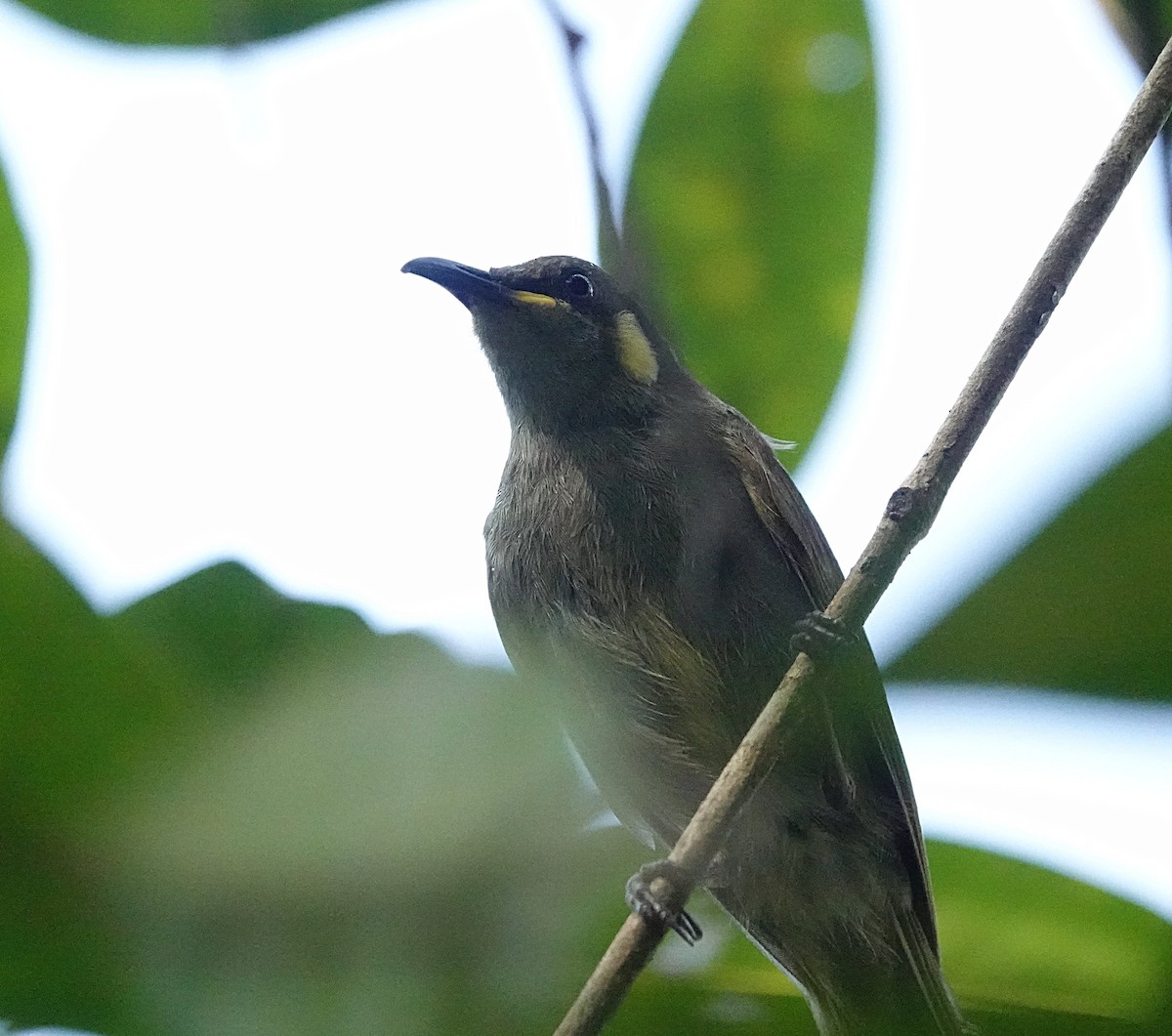 Cryptic Honeyeater - ML646584053