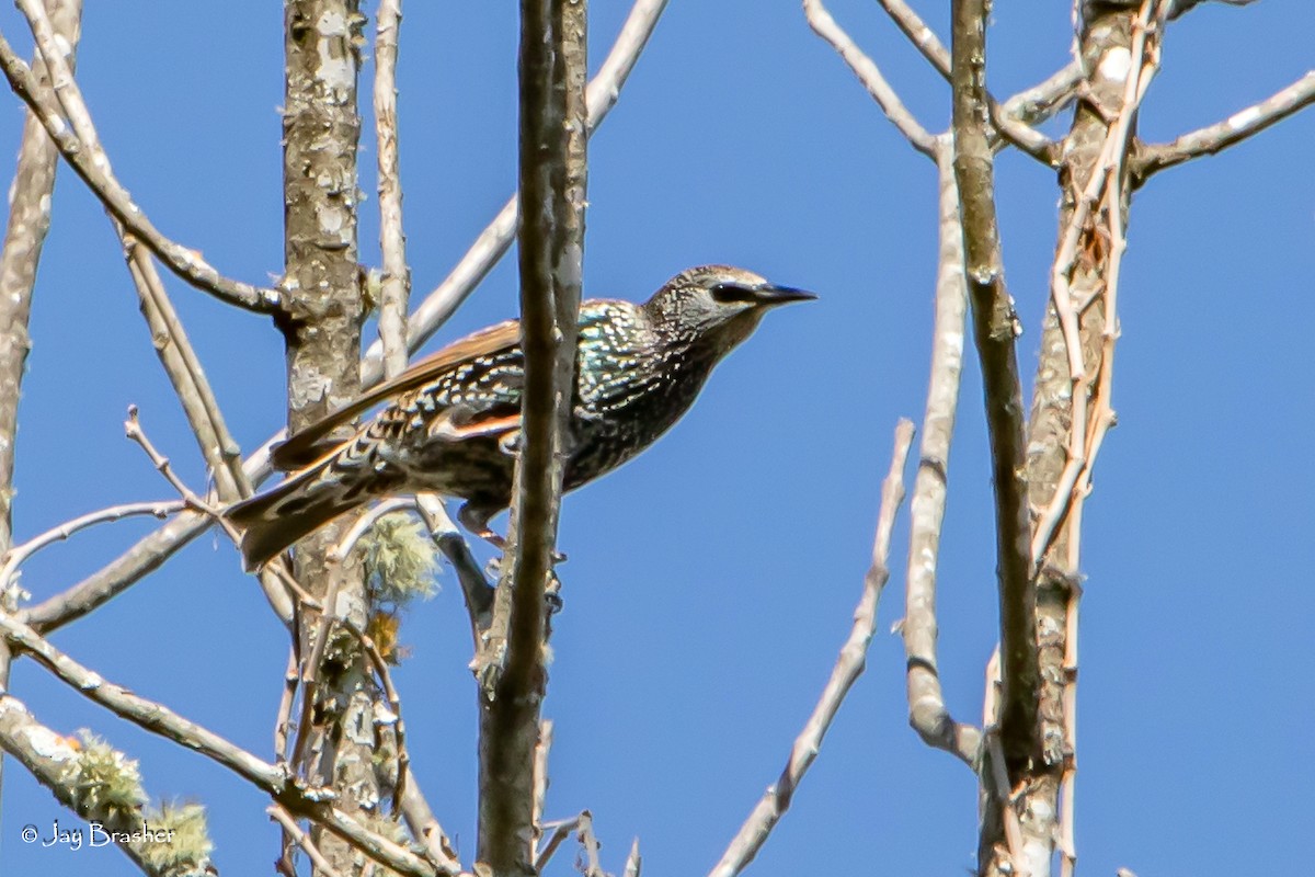 špaček obecný - ML646584054