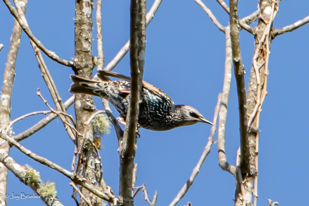 špaček obecný - ML646584055