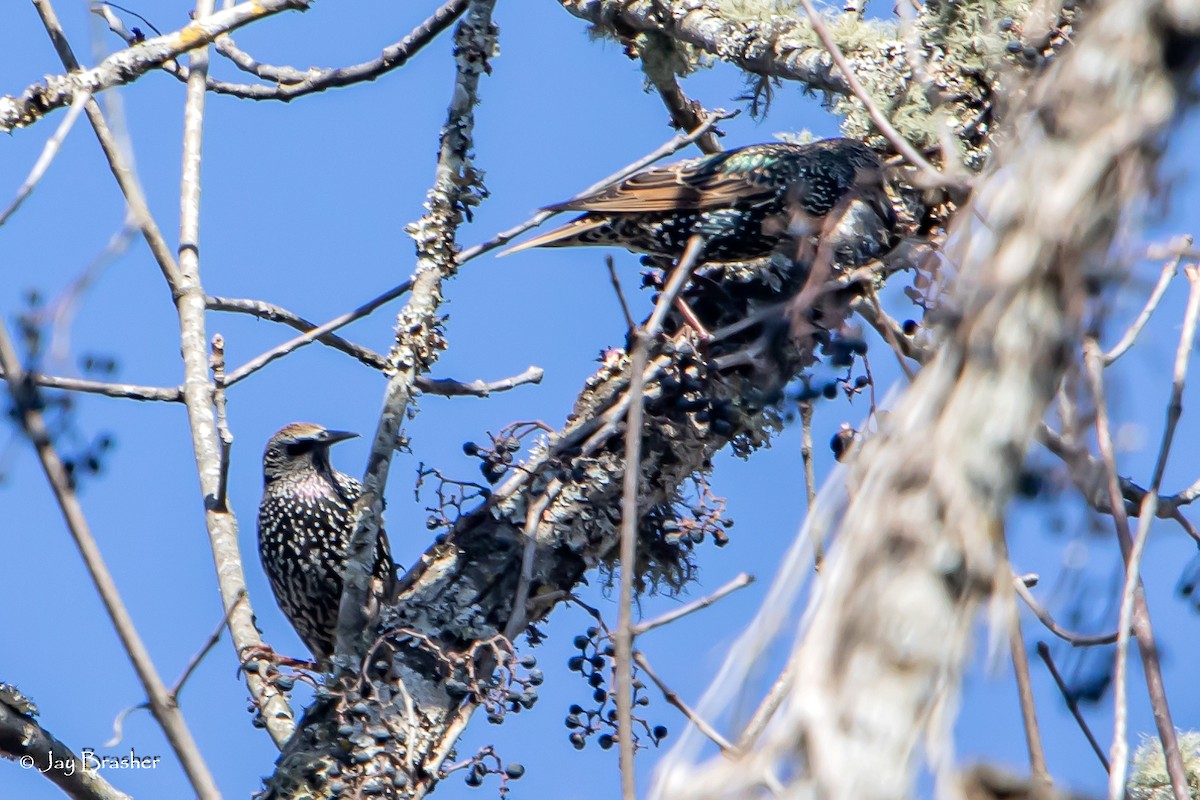 špaček obecný - ML646584056