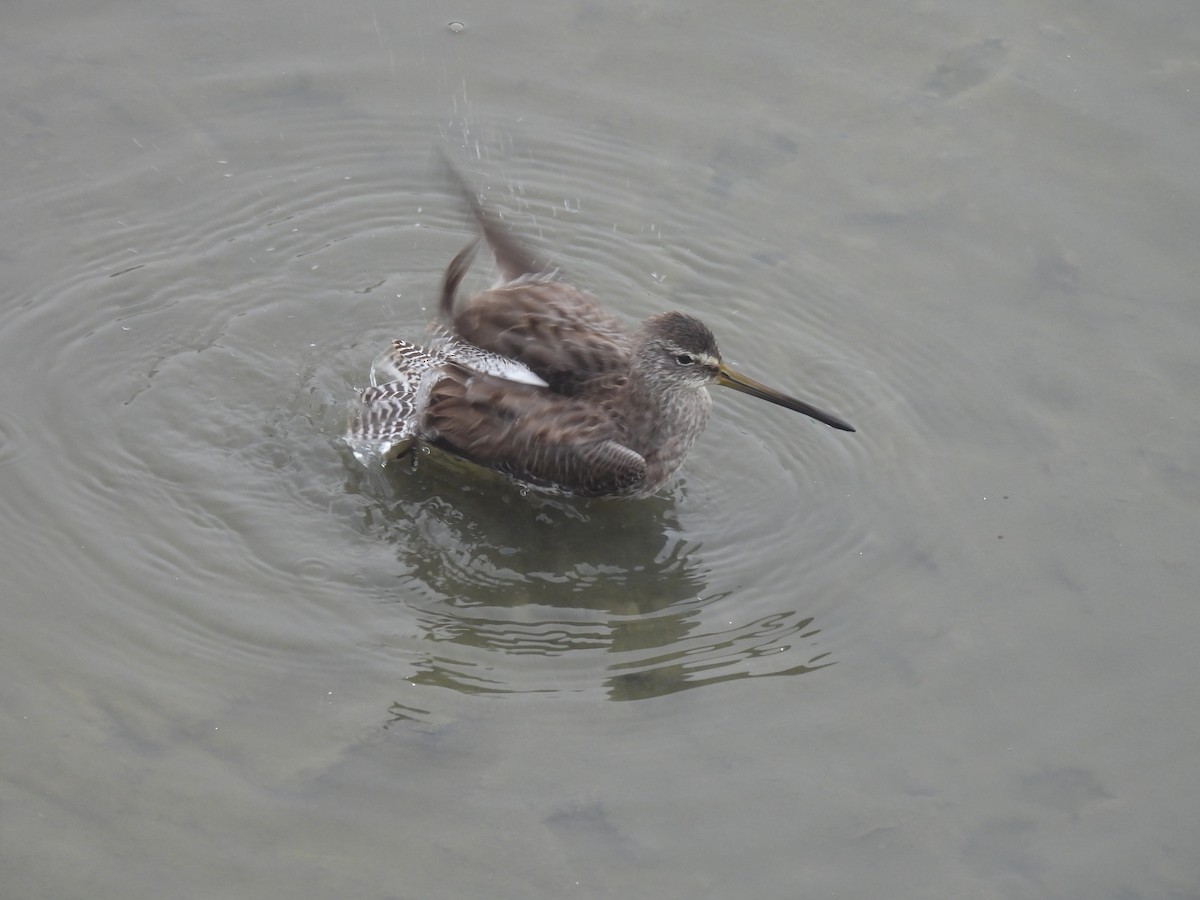 Short-billed Dowitcher - ML646584058