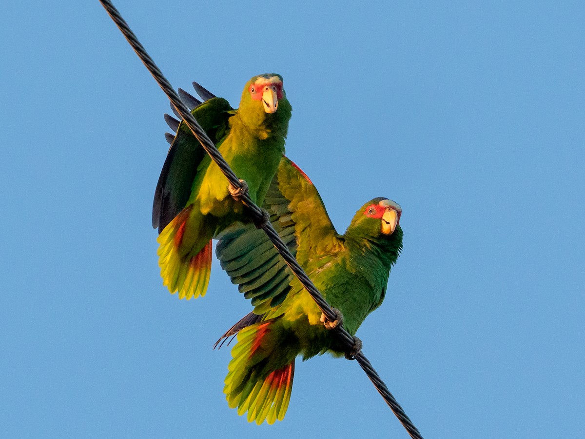 White-fronted Amazon - ML646584060