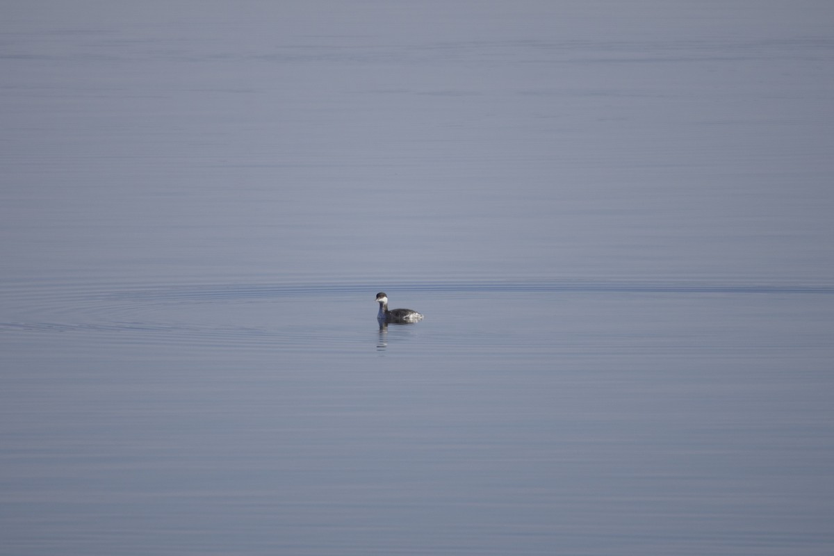 Txilinporta urrebelarria - ML646584061