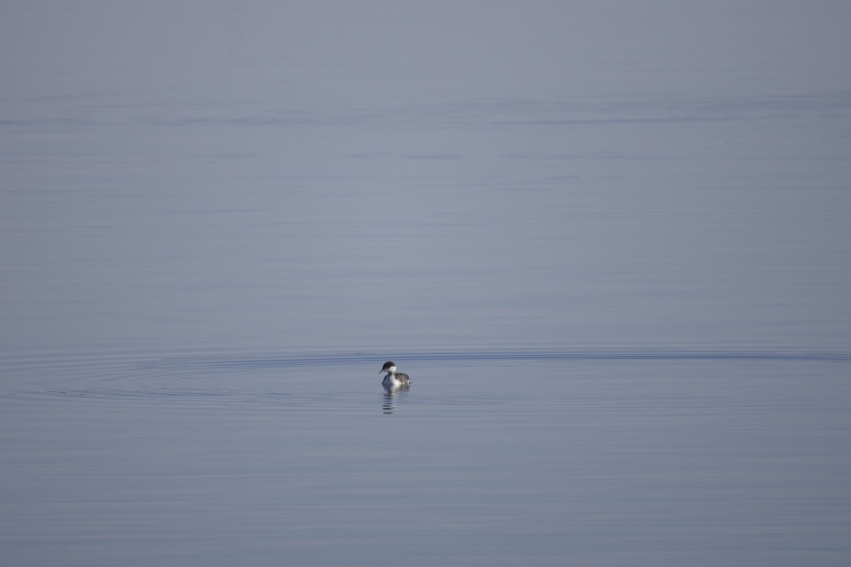 Txilinporta urrebelarria - ML646584062