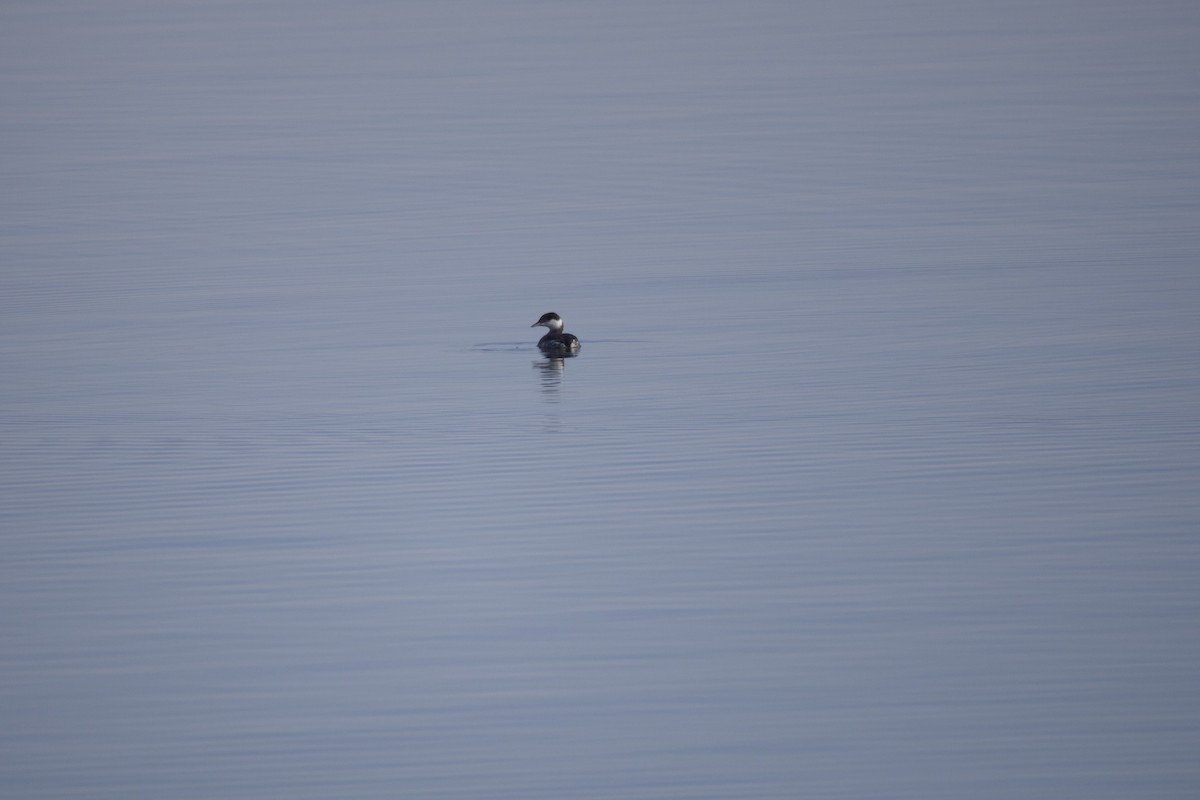 Txilinporta urrebelarria - ML646584064