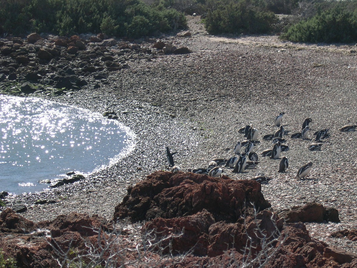 Magellanpinguin - ML646584065