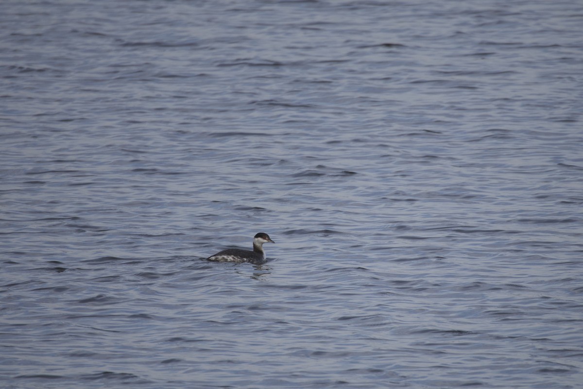 Txilinporta urrebelarria - ML646584066