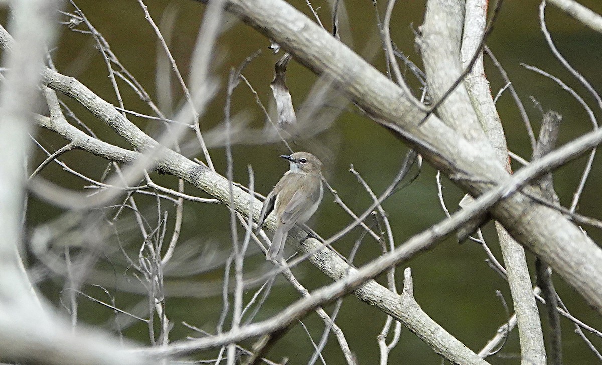 Large-billed Gerygone - ML646584068