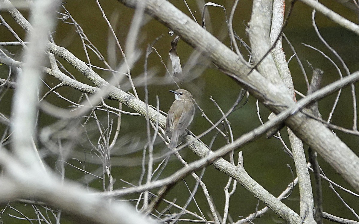 Large-billed Gerygone - ML646584069