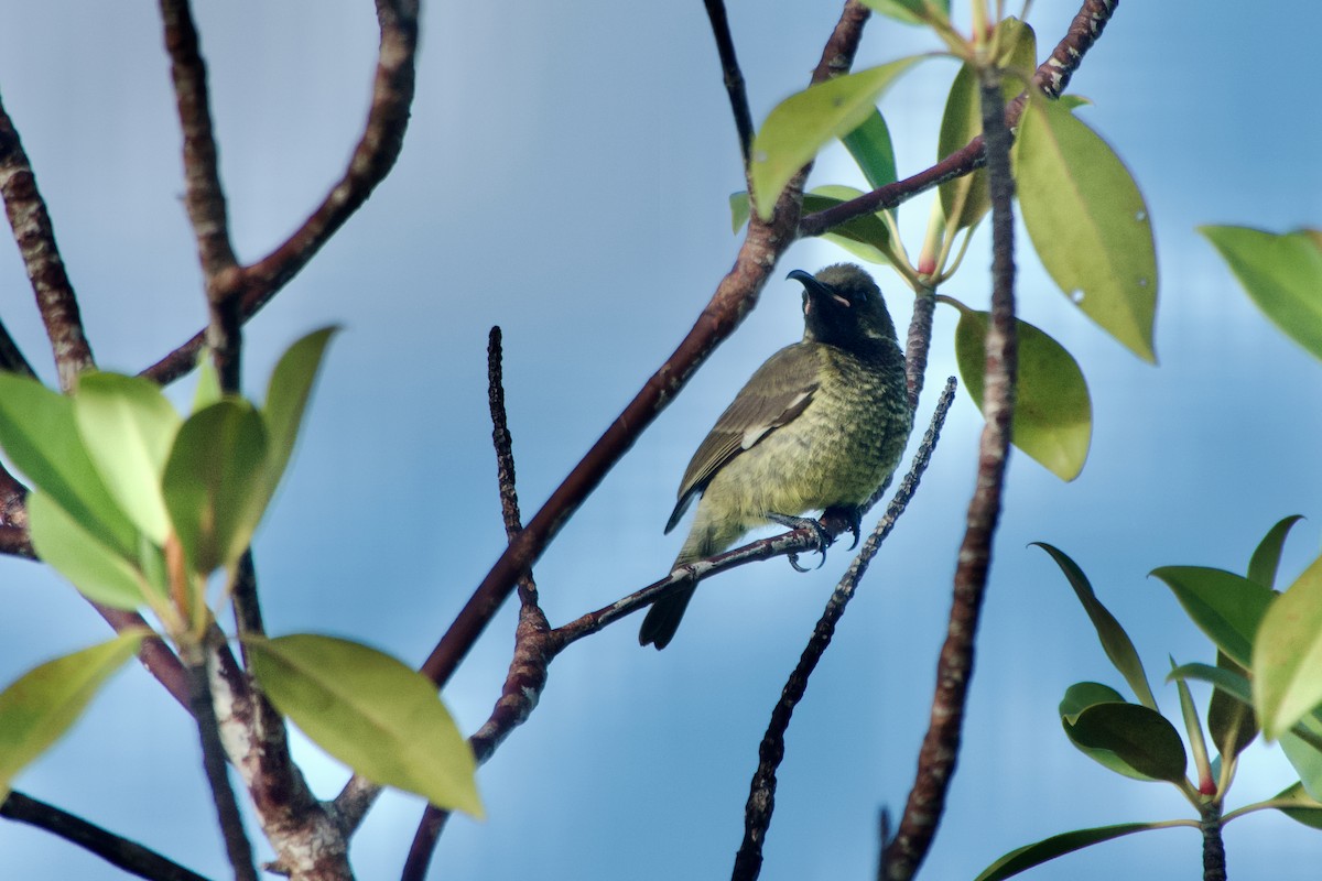 Scarlet-chested Sunbird - ML646584074