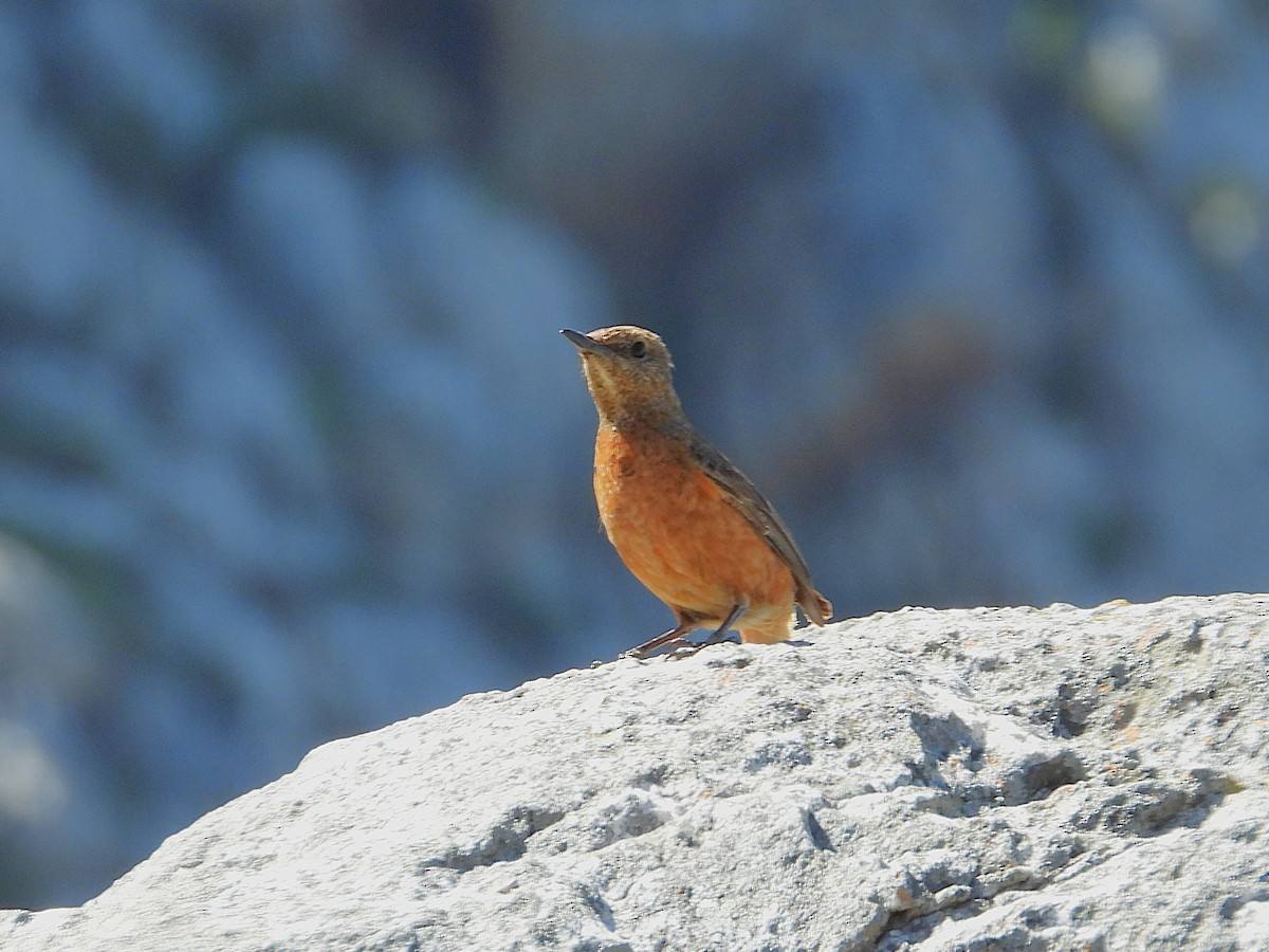 Kap Taşkızılı - ML646584075