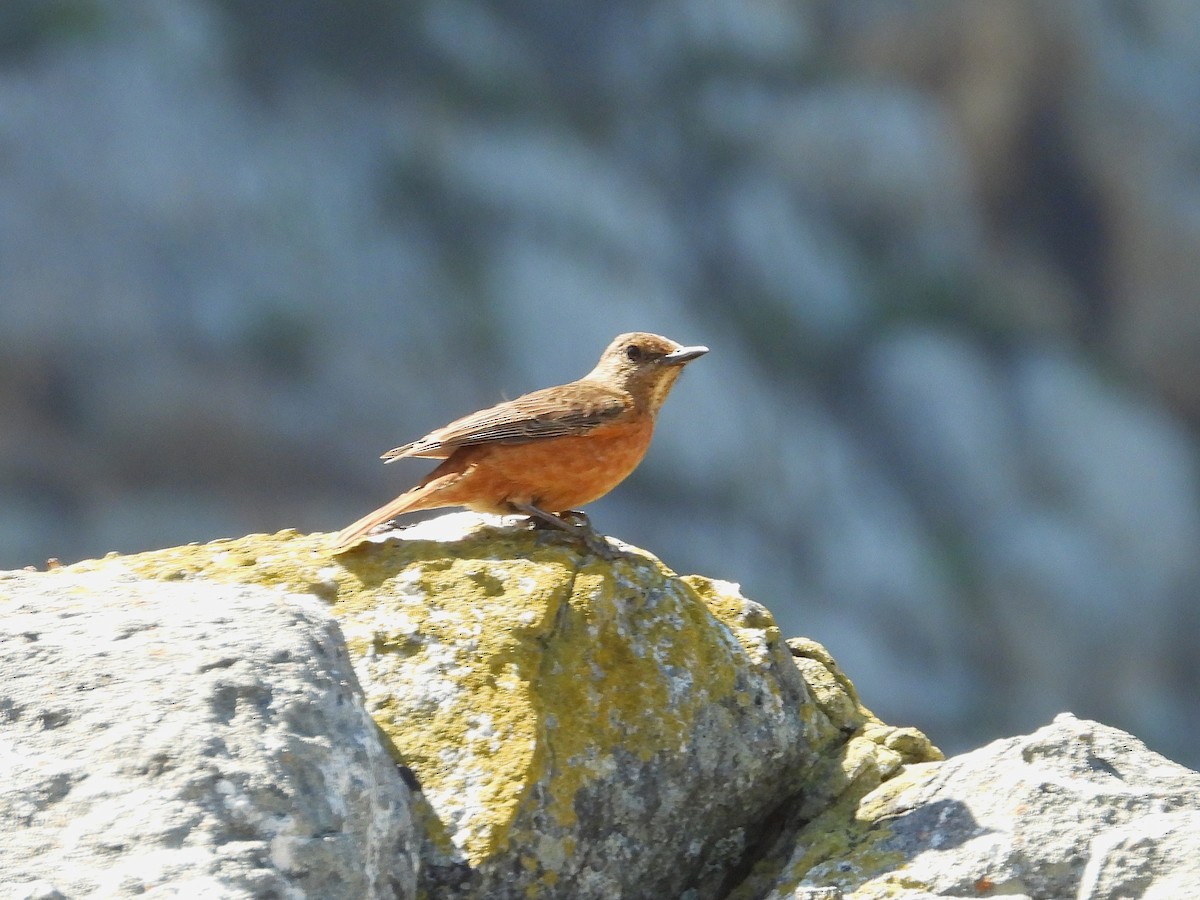 Kap Taşkızılı - ML646584076