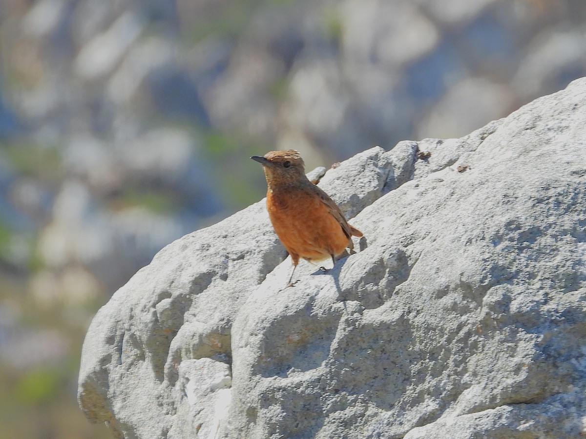 Kap Taşkızılı - ML646584077