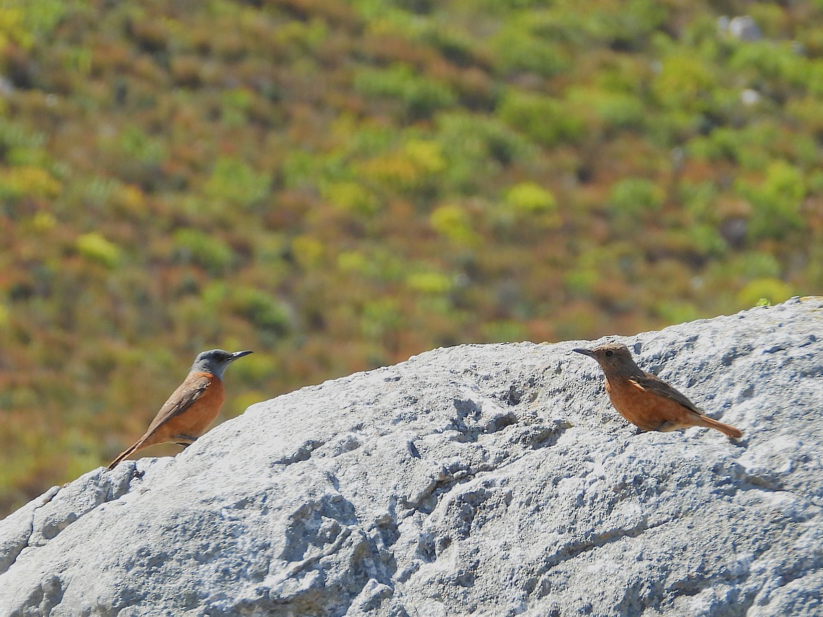 Kap Taşkızılı - ML646584078