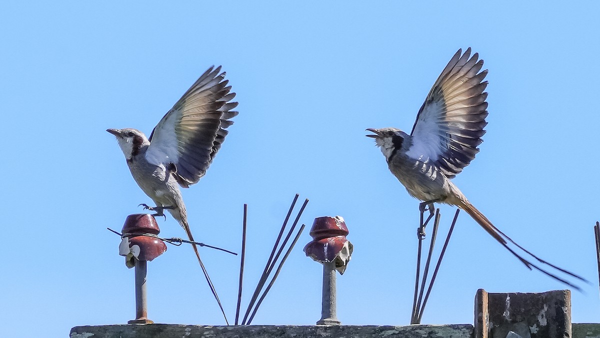 Kehlband-Schleppentyrann - ML646584080