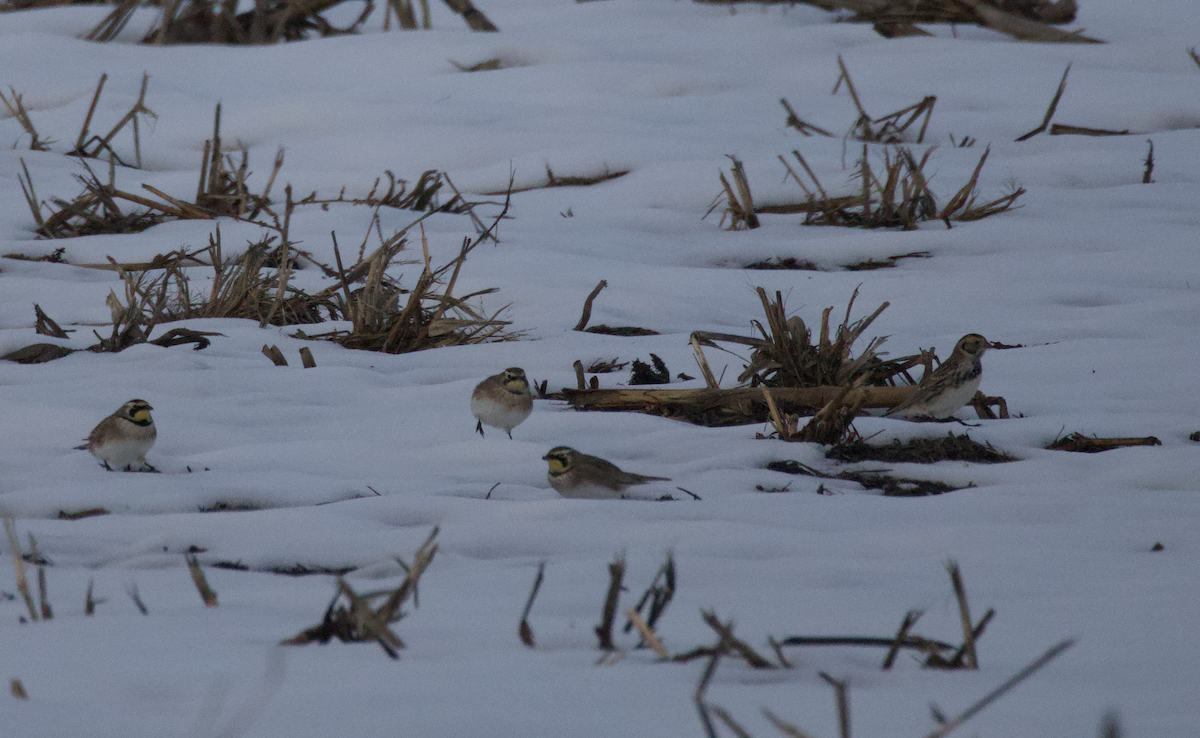 Horned Lark - ML646584081