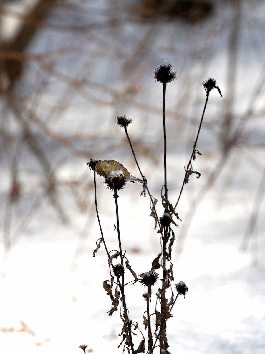 Jilguero Yanqui - ML646584083