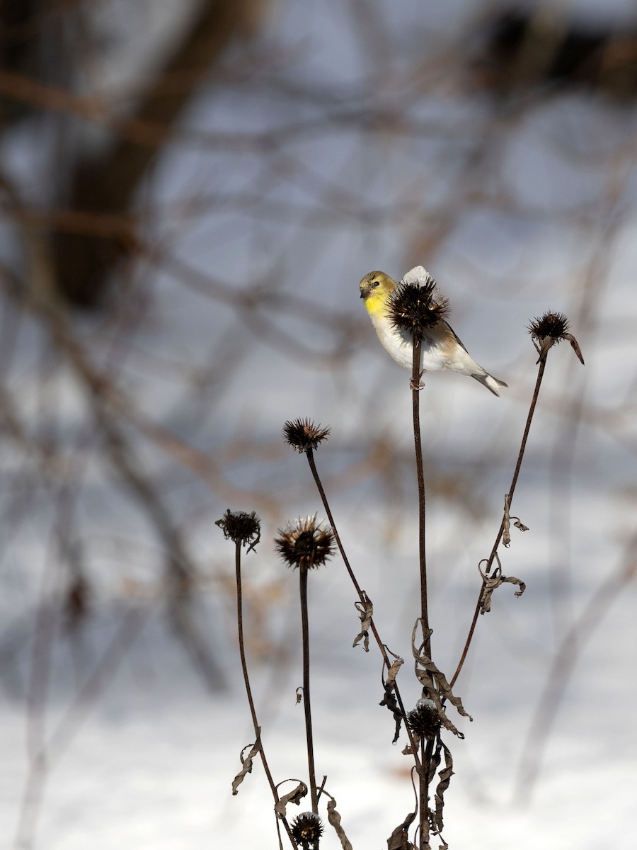 Jilguero Yanqui - ML646584084