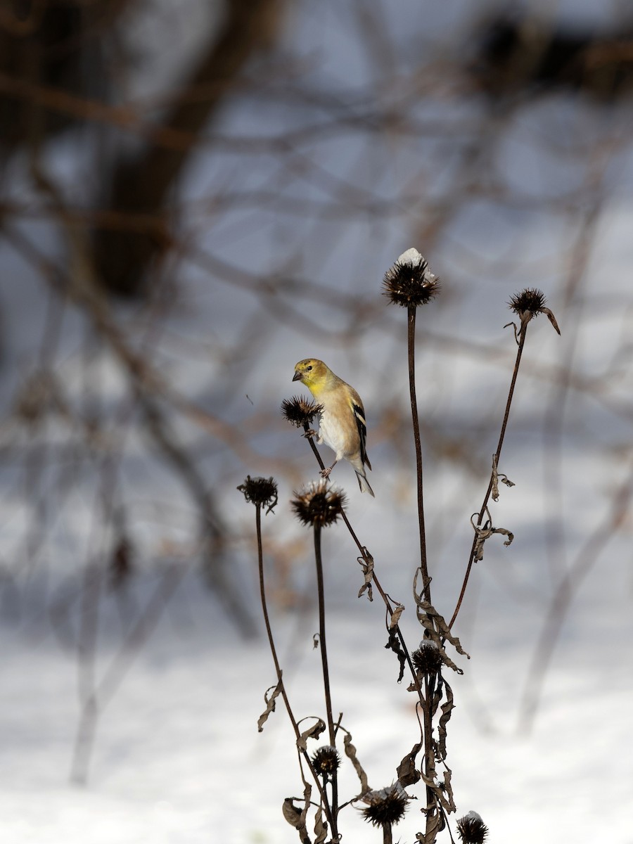 Jilguero Yanqui - ML646584086