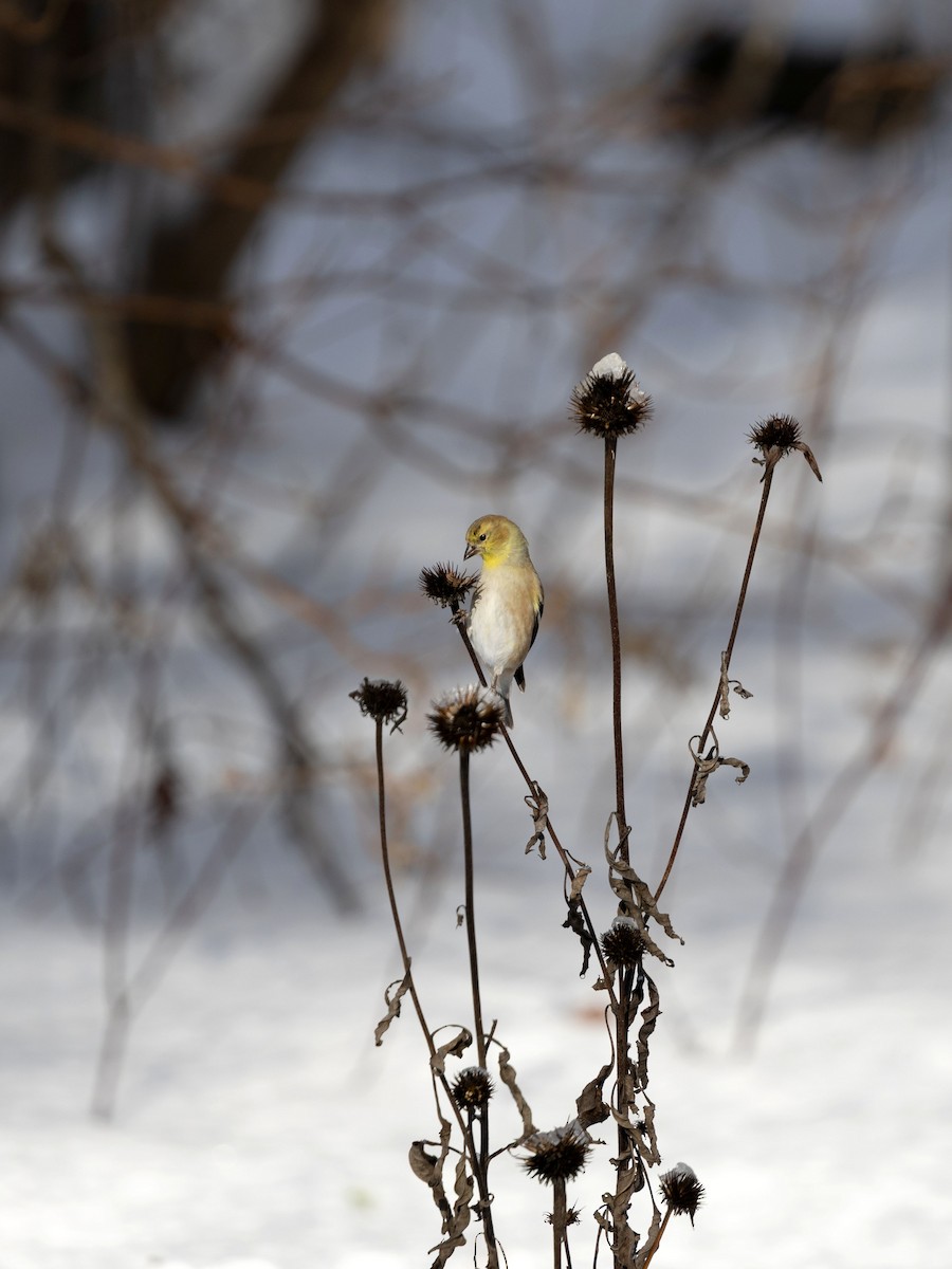 Jilguero Yanqui - ML646584087