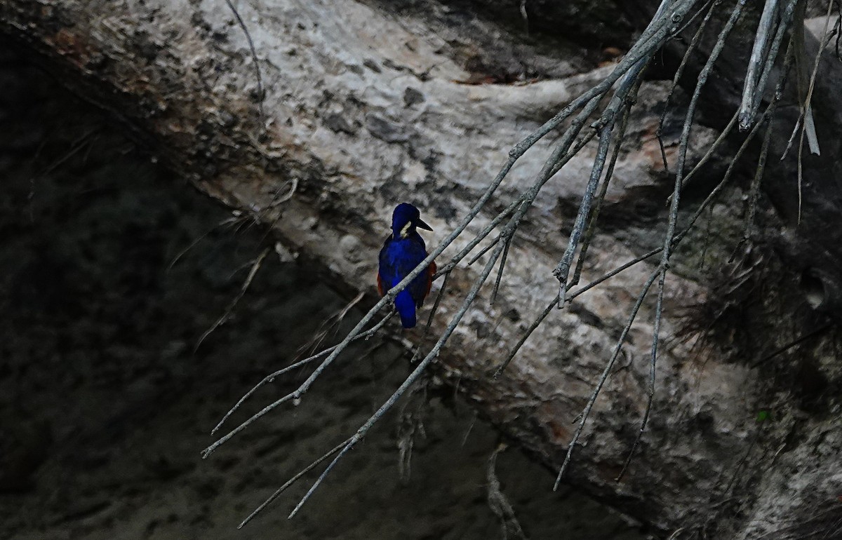 Azure Kingfisher - ML646584098