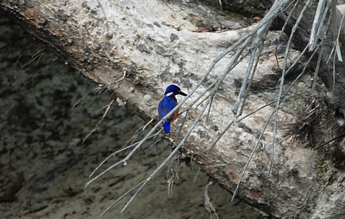 Azure Kingfisher - ML646584099