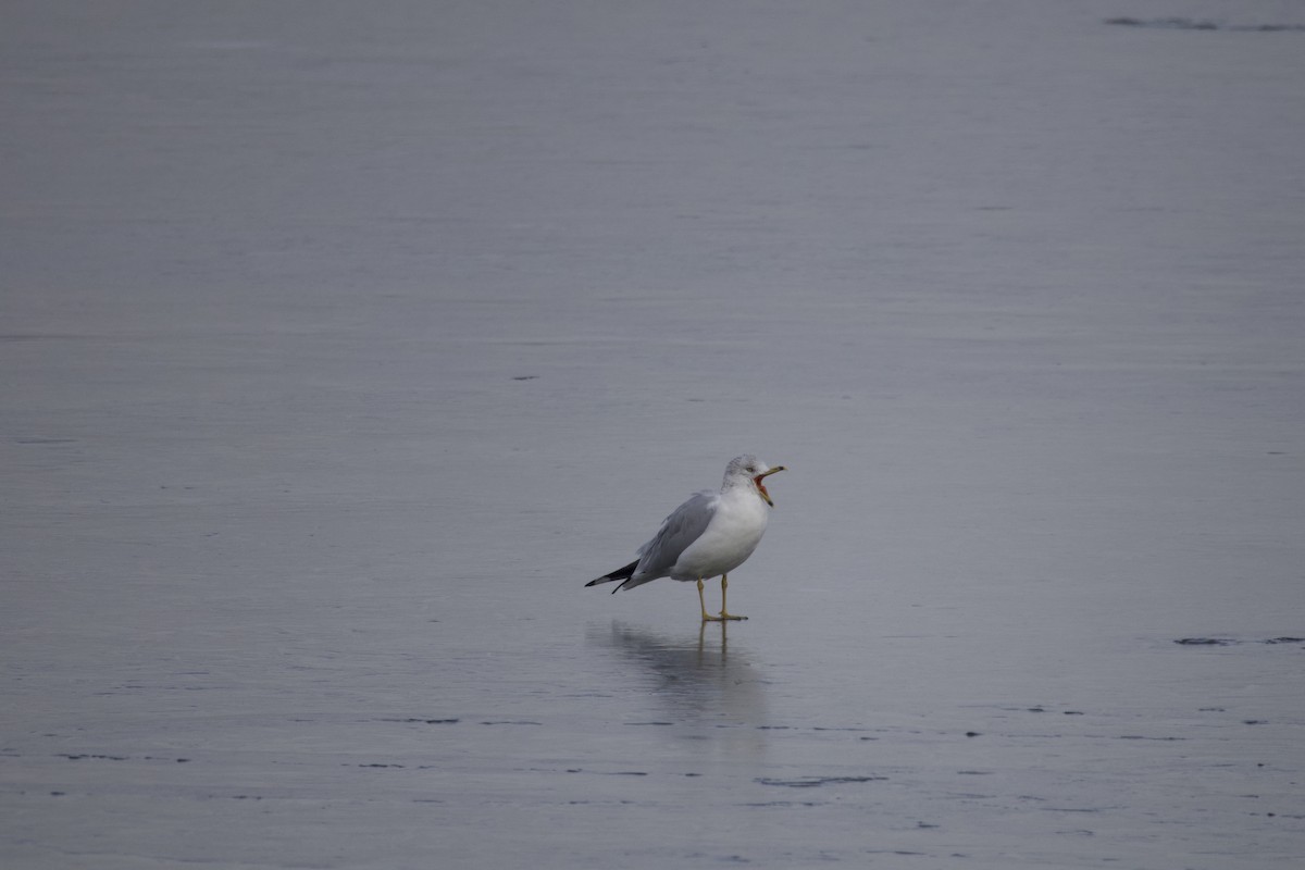 American Herring Gull - ML646584100