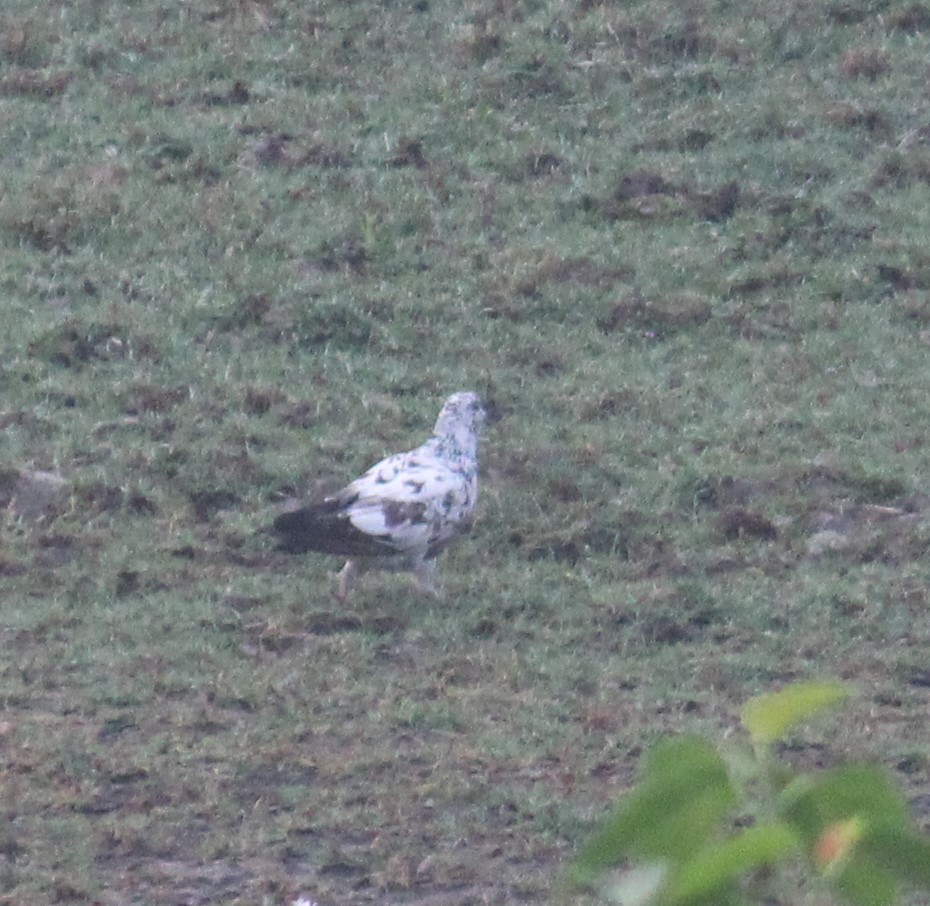 Rock Pigeon (Feral Pigeon) - ML646584101