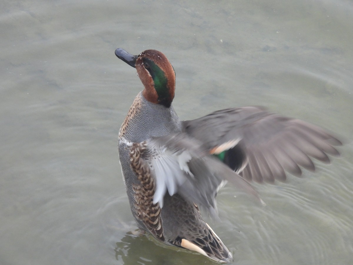 Green-winged Teal - ML646584103