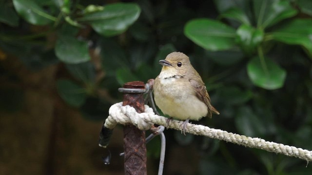 Narcissus Flycatcher - ML646584104