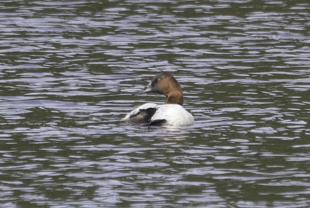 Riesentafelente - ML646584105