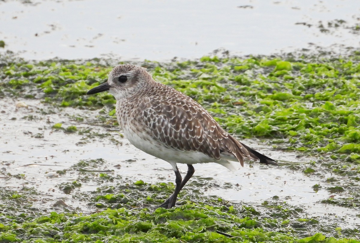 Буурал сүвээ цагаан - ML646584106