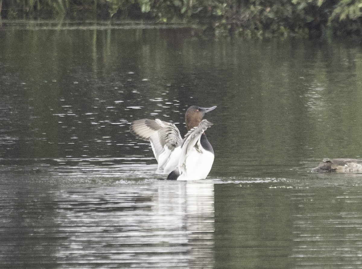 Riesentafelente - ML646584110