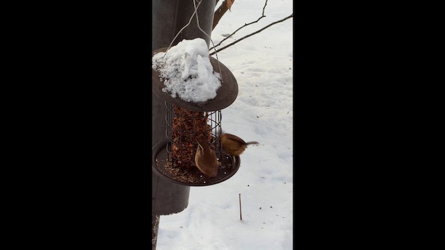 Carolina Wren - ML646584113