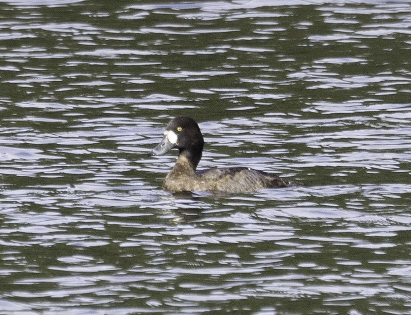 Moretta grigia - ML646584114