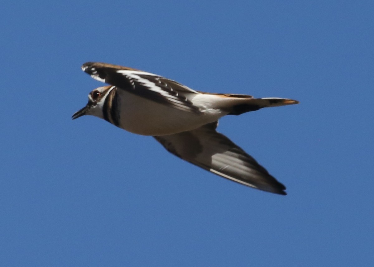 Killdeer - ML646584116
