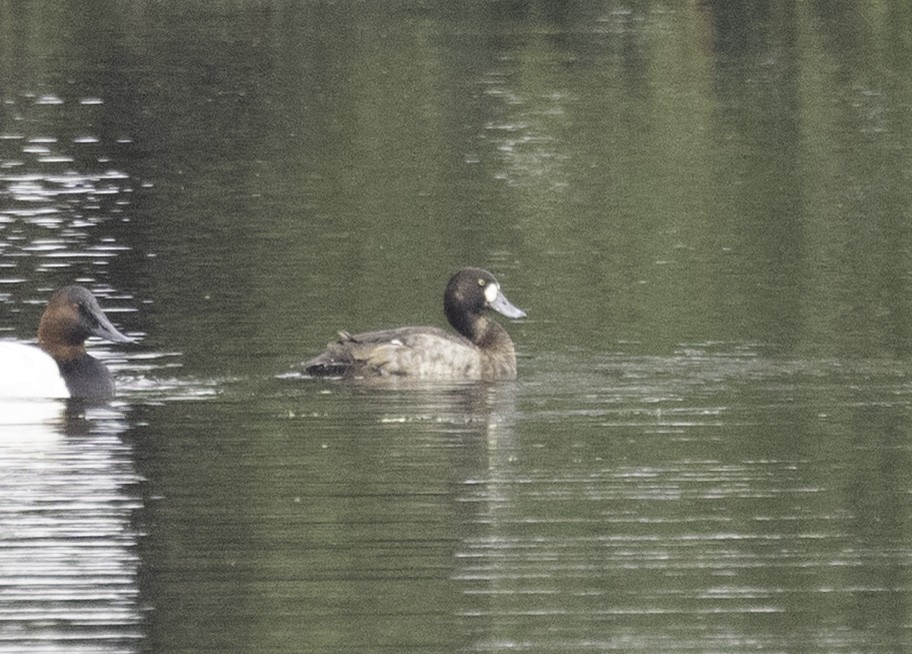 Moretta grigia - ML646584117