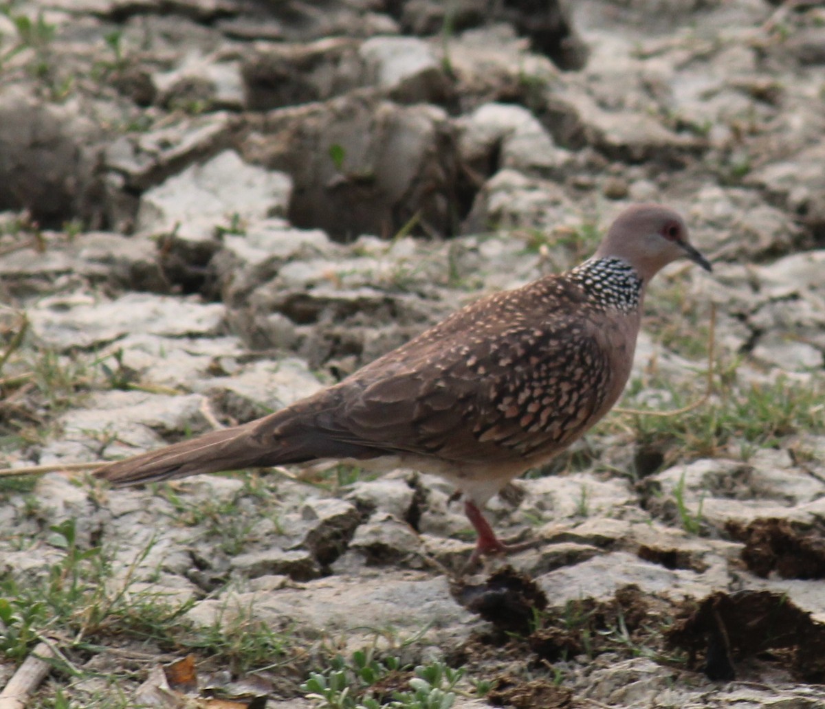 Spotted Dove - ML646584118