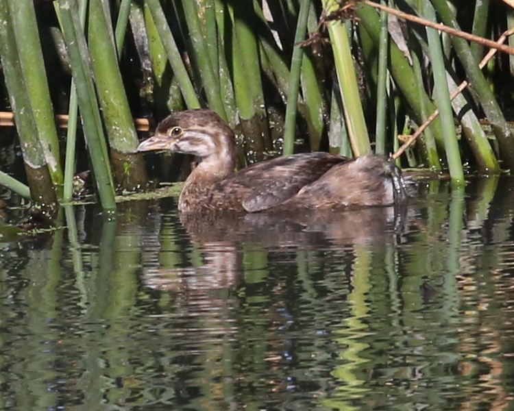 Pied-billed Grebe - ML646584119