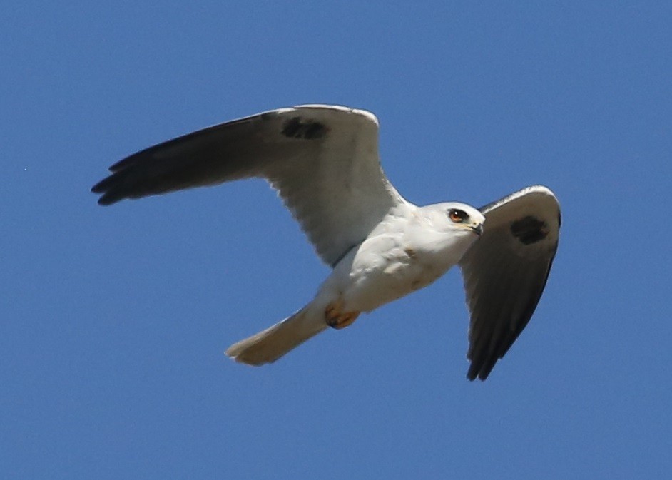 White-tailed Kite - ML646584123
