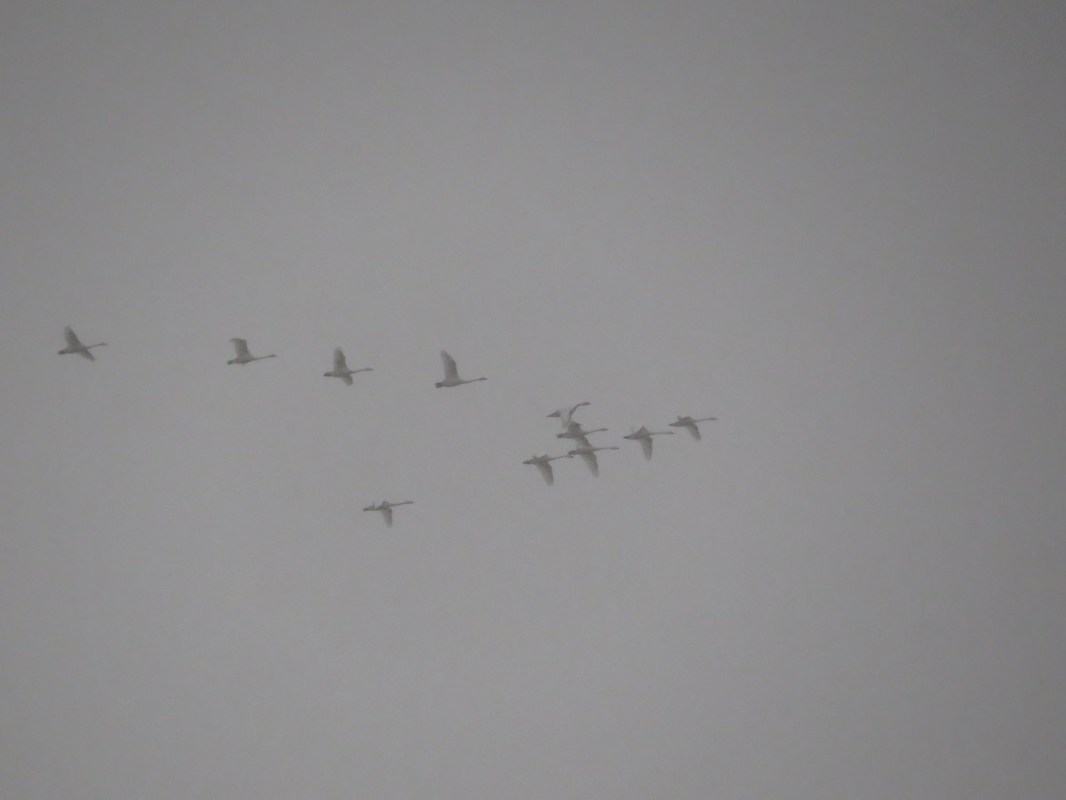 Tundra Swan - ML646584125