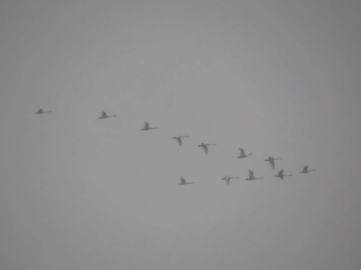 Tundra Swan - ML646584126