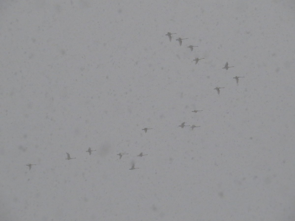 Tundra Swan - ML646584127