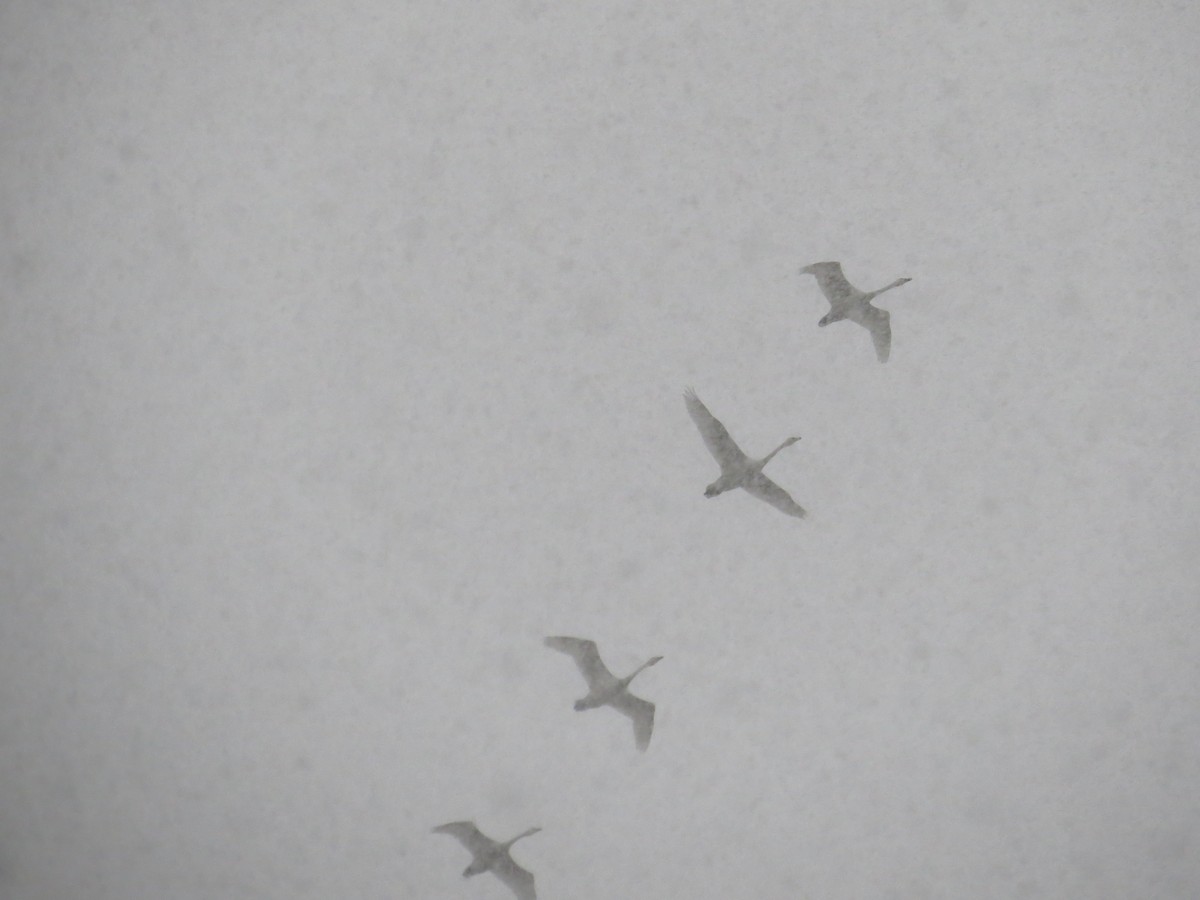 Tundra Swan - ML646584128