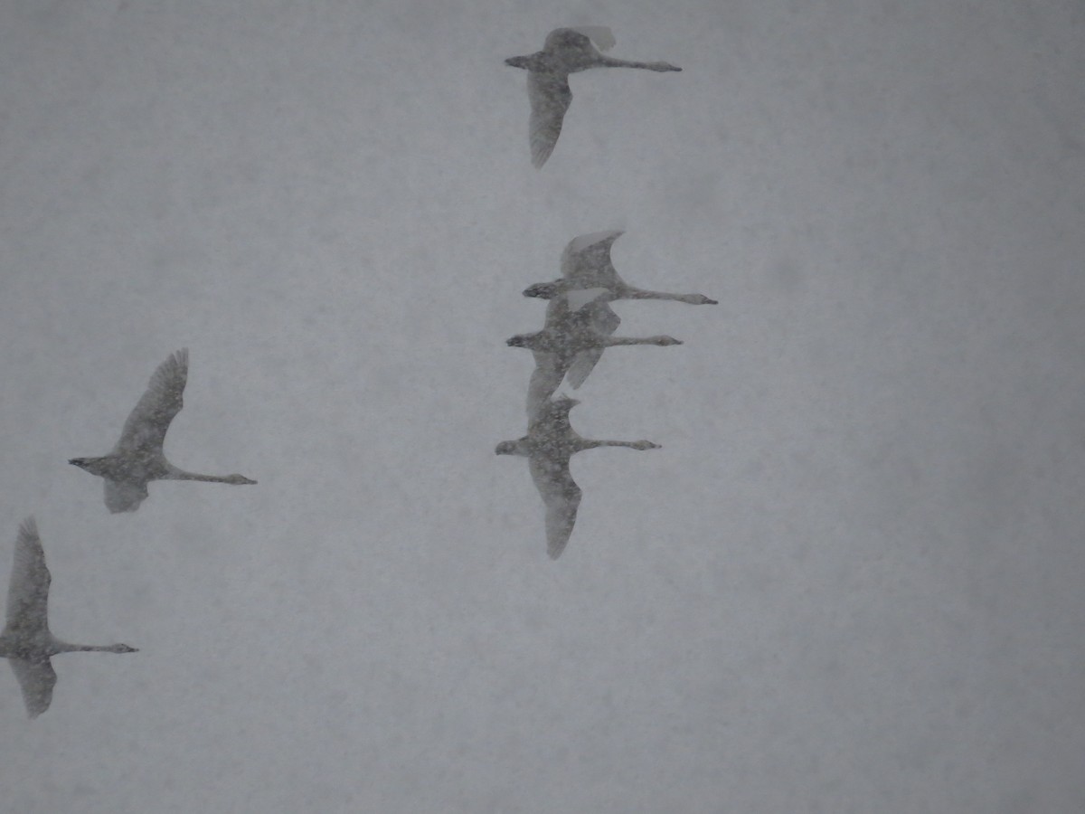 Tundra Swan - ML646584129