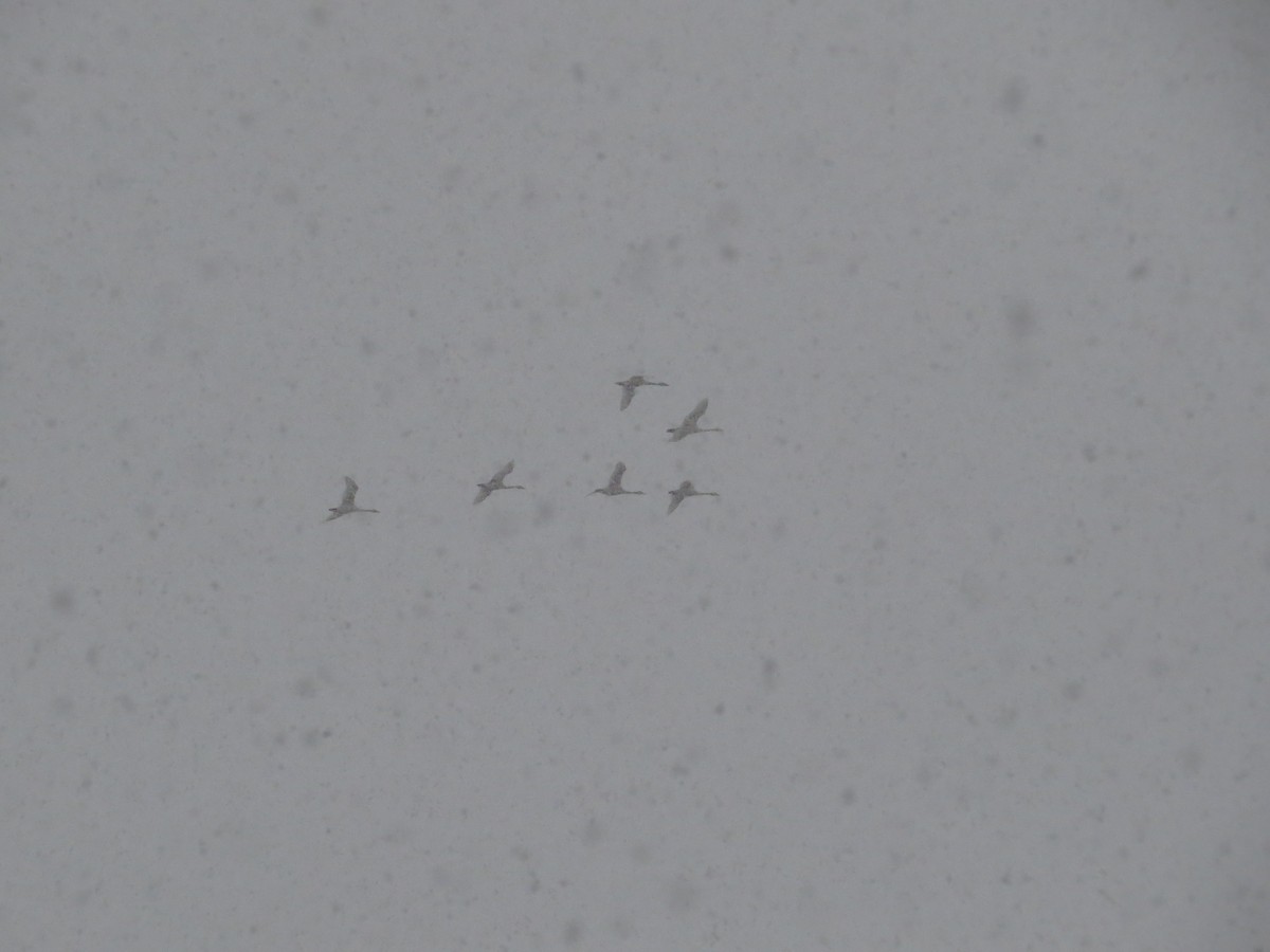 Tundra Swan - ML646584130