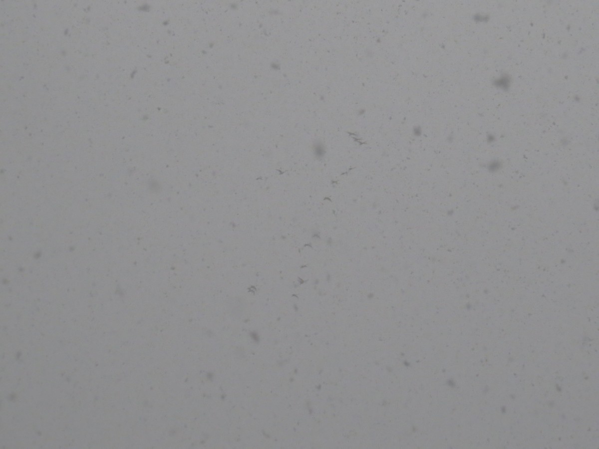 Tundra Swan - ML646584131