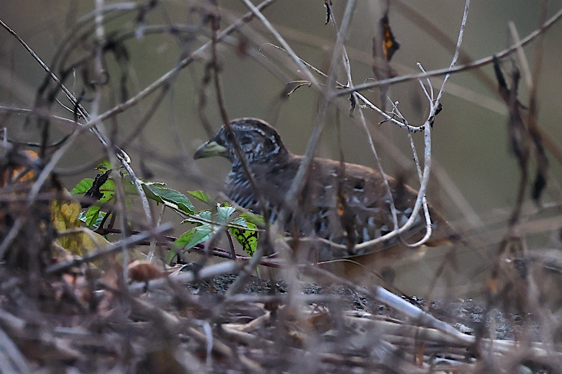 Barred Buttonquail - ML646584132