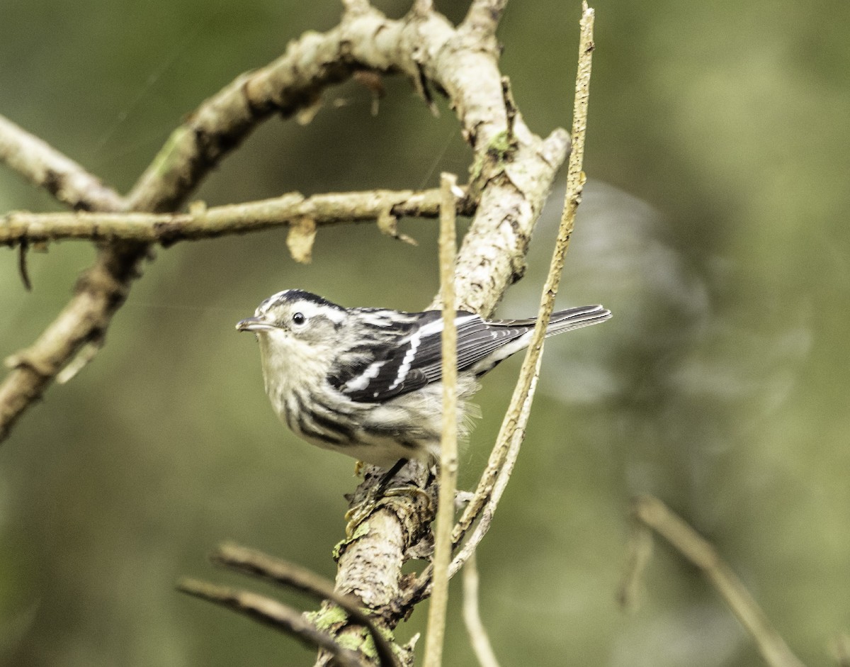 Black-and-white Warbler - ML646584133